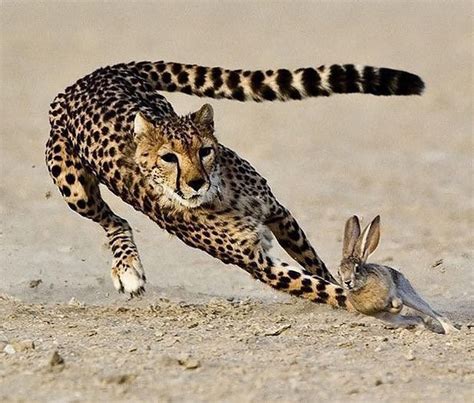 cheetah chasing  rabbit   ground   tail   air