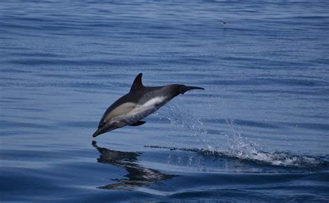 pico whales  dolphins april