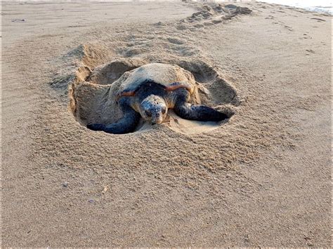 loggerhead turtles sighted nesting  north coast beaches north coast