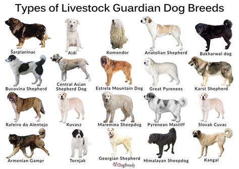 livestock guardian dog breeds  pictures   farm