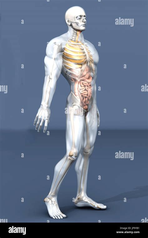 die menschliche anatomie visualisierung innere organe stockfotografie