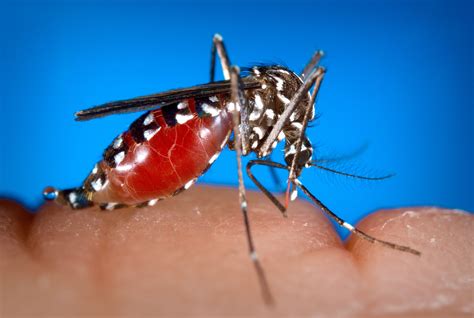 picture female aedes albopictus mosquito feeding human blood meal