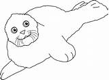 Greenland Seal Designlooter sketch template