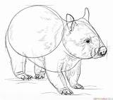 Wombat Draw Drawing Step Animal sketch template