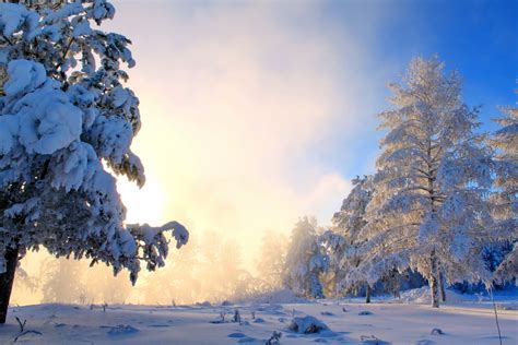 fotos natur winter schnee baeume jahreszeiten