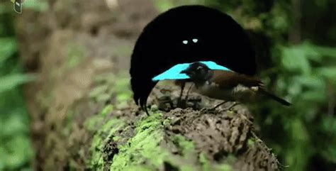 A Newly Discovered Bird Of Paradise Performs A Beautiful