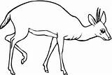 Antelope Coloring Categories sketch template