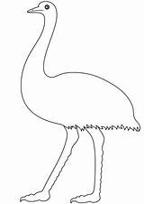 Emu Coloring Pages Printable Walking Categories Drawing sketch template