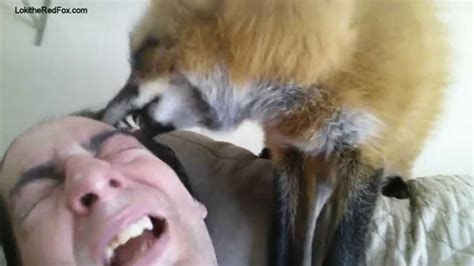 My Fox Grooming Me In The Morning Youtube