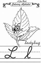 Alphabet Janbrett Coloring Ladybug Cursive Jan Click Subscription Downloads Brett sketch template