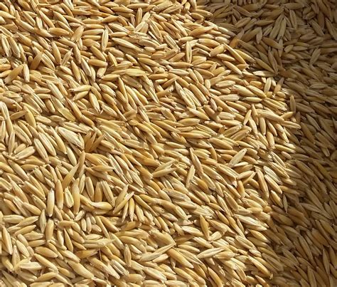 oats seed grain seed oats  sale