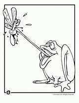 Coloring Frog Pages Leap Fly Year Animal Catching Cartoon Jr Activities Printable Choose Board Classroom sketch template