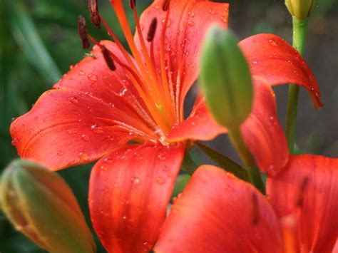 wallpapers  asiatic lily flowers