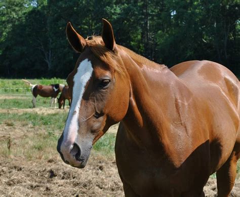 horse breeds gaston farm equestrian center