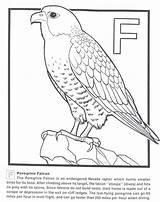 Falcon Peregrine sketch template