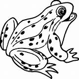 Frog Coloring Pages Coqui Realistic Outline Drawing Tree Color Frogs Print Printable Drawings Cartoon Clipartmag Spotlight Getdrawings Paintingvalley Kids Frosch sketch template