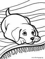 Coloring Pages Dachshund Puppy Getdrawings sketch template
