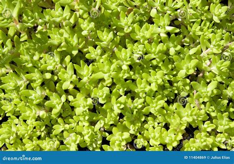 dense natural background stock image image  leaf plant