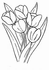 Coloring Pages Bunga Tulip Farm Tulips Growing Gambar Choose Board Template sketch template