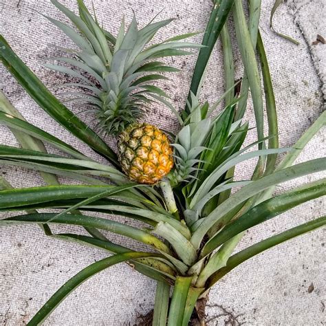 pineapple plants grow florida fruit geek