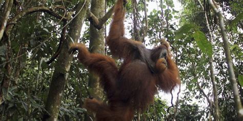 gerichtsurteil zum indonesischen regenwald  utan wald darf weiter