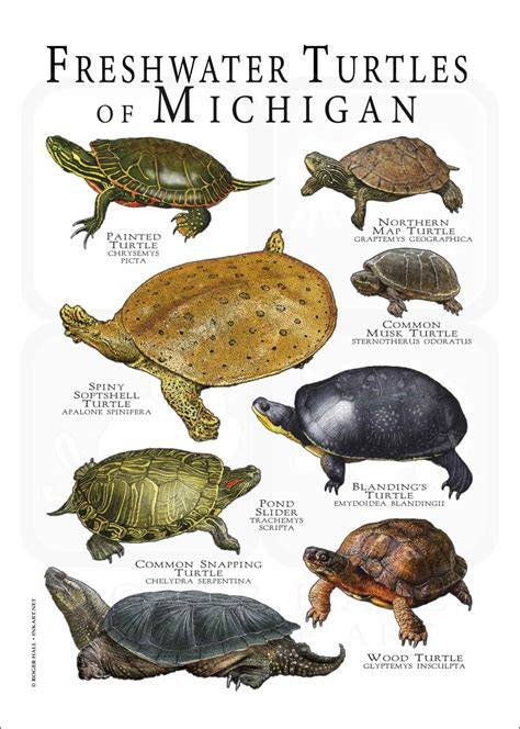 freshwater turtles  michigan poster print