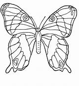 Coloring Butterfly Morpho Blue Pages Getcolorings Butter Getdrawings sketch template