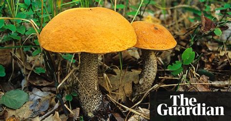 Wild Mushrooms A Very Brief Guide Life And Style The