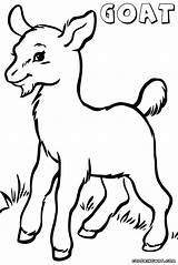 Goat Coloring Pages Baby Cute Drawing Colouring Color Printable Clipart Draw Getdrawings Getcolorings Clipartmag sketch template