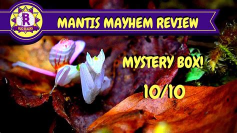 mystery box mantis mayhem full review youtube