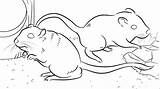 Pages Coloring Gerbil Getcolorings Rat Printable Color sketch template