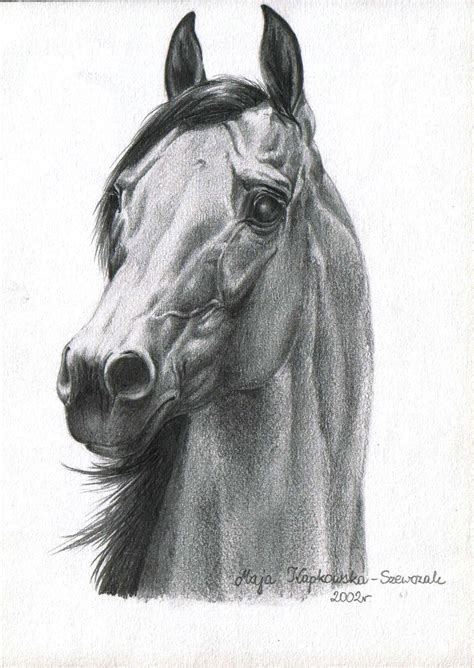 pencil arabian horse horse pencil drawing pencil drawings  girls