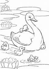 Duck Babies Animals Swans sketch template