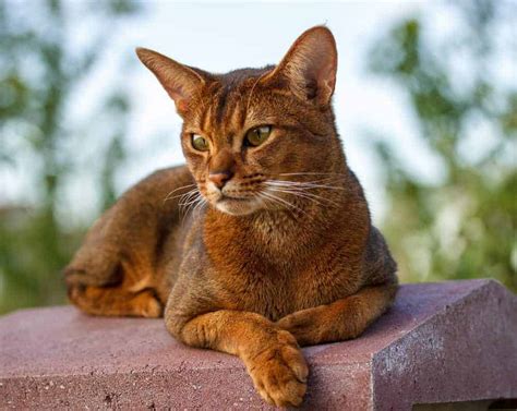 cats  big ears  types   undeniably adorable pets nurturing
