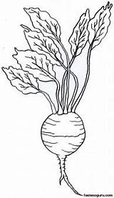 Turnip Coloring Printable Vegetable Vegetables Print sketch template