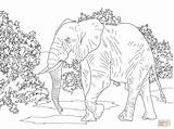 Coloring Elephant African Pages Animals Savanna Realistic Forest Indian Walking Drawing Printable Supercoloring Color Colouring Print Desert Plants Animal Rainforest sketch template