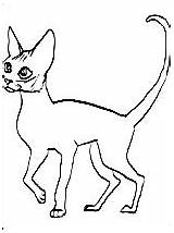 Devon Rex Coloring Designlooter Cat sketch template