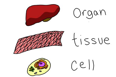 Human Body Organs Cell Biology Cells Tissues Organs Systems Diagram