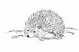 Hedgehog Draw Step Samanthasbell sketch template