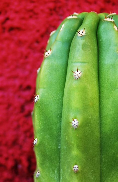 Free Images Cactus Fruit Texture Leaf Flower Food