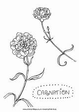 Carnation Colouring Tattoo Coloring Drawing Simple Flower Carnations Pages Outline Flowers Drawings Activityvillage Explore Silhouette Tattoos Kids Small Birth Designs sketch template