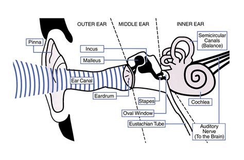 causes of glue ear information about glue ear
