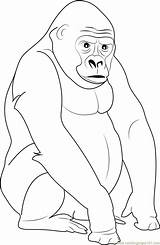 Gorilla Pages Silverback Gorillas Coloringpages101 Grodd sketch template