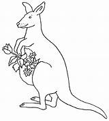 Kangourou Colorat Kangourous Kangaroos Canguri Animale Planse Cangur Famille Gifgratis sketch template