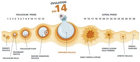What Is Ovulation Free Nude Porn Photos
