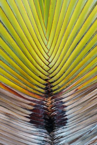 palm leaf pattern  stock   jpeg jpg  format