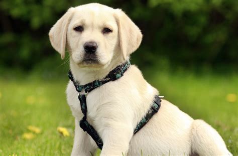 lab puppy harness benefits