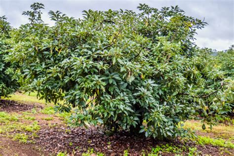 How To Grow An Avocado Tree Yates Australia