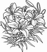 Coloring Pages Lily Flower Lilies Drawing Stargazer Pencil Stamps Template Upside Down Adults Adult Drawings Stampin Colouring Grown Stamping Rubber sketch template