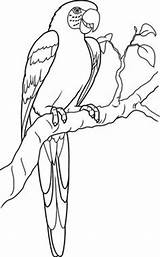 Parrot Drawing Draw Steps Coloring sketch template
